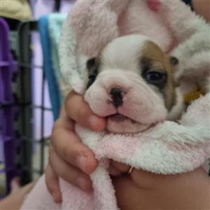 Boston Terrier  Fawn Registered 