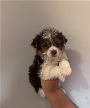 Yorkshire terrier female puppies