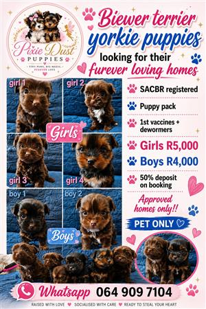 Biewer terrier yorkie puppies for sale