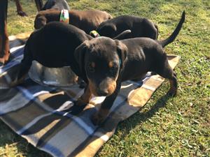 Beautiful Doberman puppies