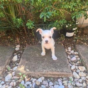 Boston Terrier X Maltese 