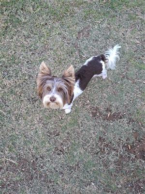 Purebred Biro Yorkie boys 