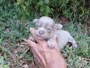 Chihuahua Puppies 