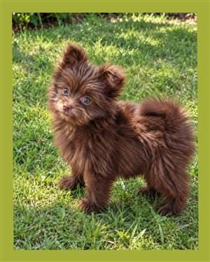 Yorkie / Yorkshire Terrier puppy