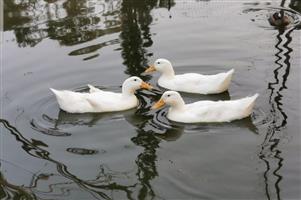 Trio Pekin Ducks 