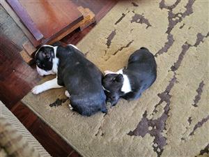 Boston terrier puppy for sale , Bluff