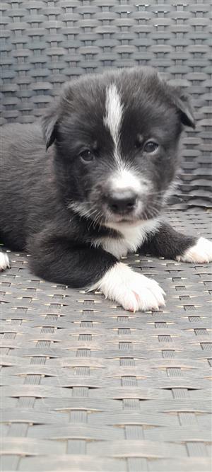 Adorable Aussie Siberian Puppies 