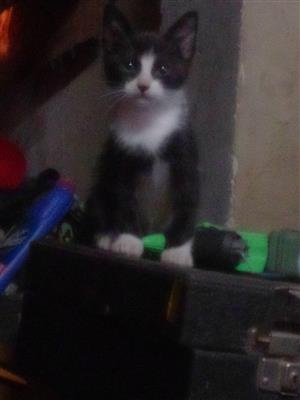 Kittens