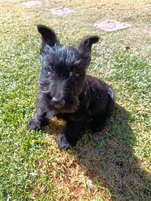 Scottish terrier puppies 