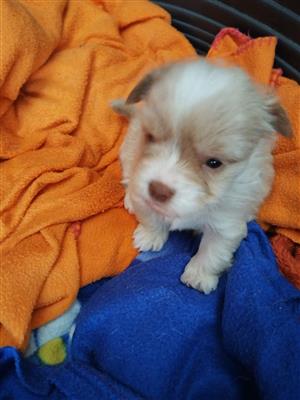 Yorkie Puppies Male & Female