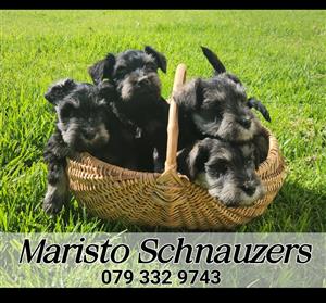 Schnauzer Puppies registered  at Canine SA