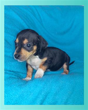 Chiweenie puppies