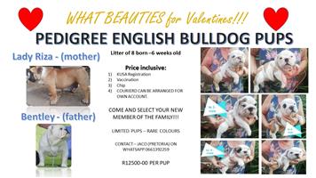 English bulldog pedigree
