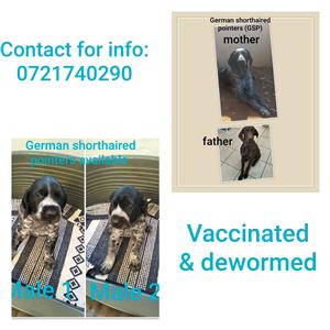 German shorthaired pointers 