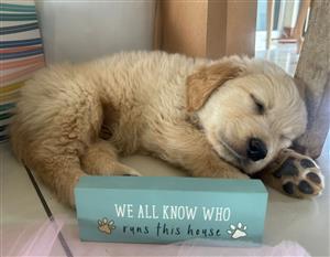 Golden Retriever Puppy