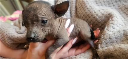 Chinese crested puppies