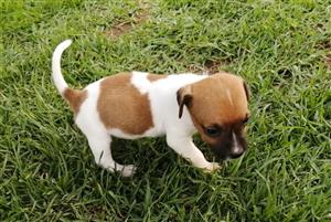  JACK RUSSELL PUPPIES 