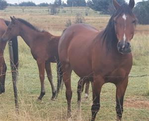 Arabic  mare filly