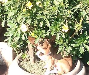 Miniature dachshund x miniature pinscher 