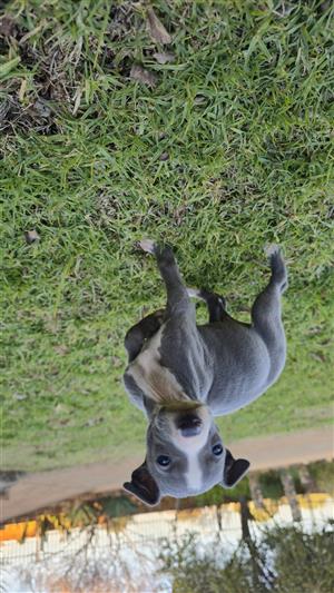 Beautiful pure bred Italian Greyhound puppies for sale 