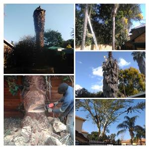Cheapest Tree felling,Pulm cutting, Pruning,Roots digging, Rubbish removal, Garden service once off