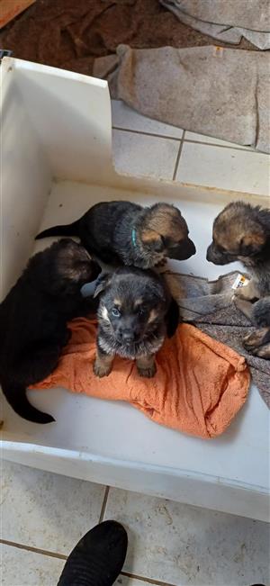 German Shepherd puppies for sale 