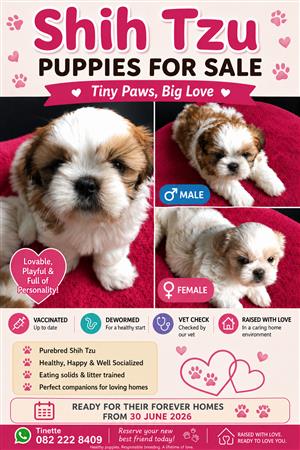 Pure breed Shih Tzu puppies for sale