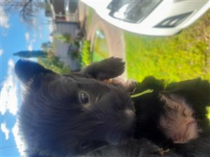 SCOTTIES TERRIER PUPPIES 