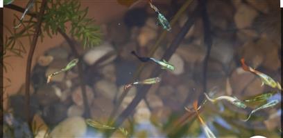 Guppies Fish