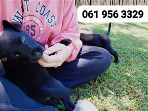 Golden retriever cross Labrador puppies 