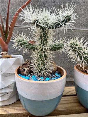 Cactus in a beautiful pot