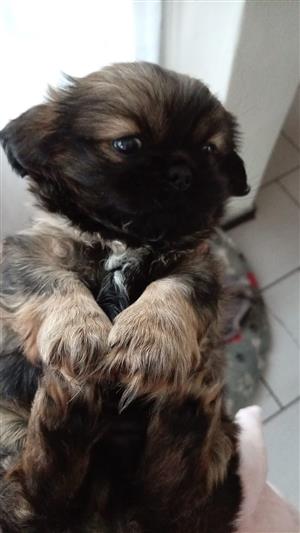 Pekignese puppy