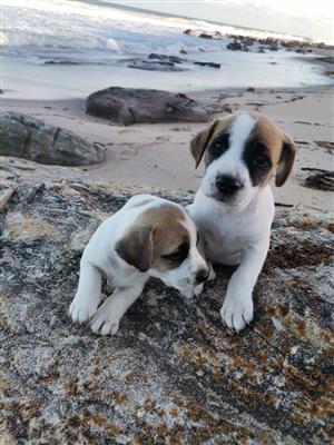 Purebred minature pedigree jack Russell female puppies 