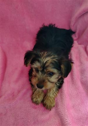 Beautiful miniature yorkies available