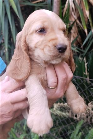 Pure bred Cocer Spanjoels for sale. 8 weeks old.  Inoculate and deworm and micro