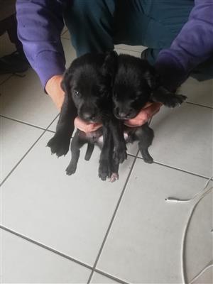 Labrador pups