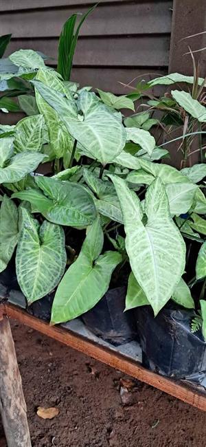 Syngonium plants for sale