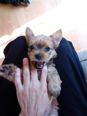 Miniature Yorkies 3 Males