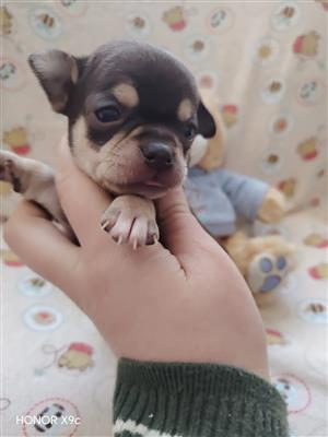 Chihuahua puppies