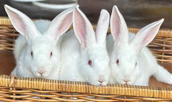 New zealand white rabbits And flemish giant rabbits