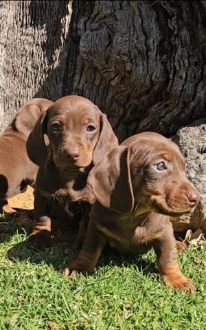 Gorgeous miniature Dashound puppies available