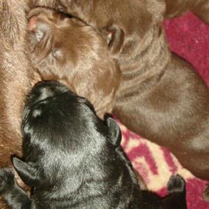 Kusa reg Labrador choc and black pups 