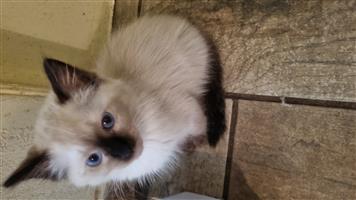 Ragamese Kitten Male 