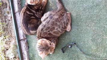 GORGEOUS BENGALS FOR SALE