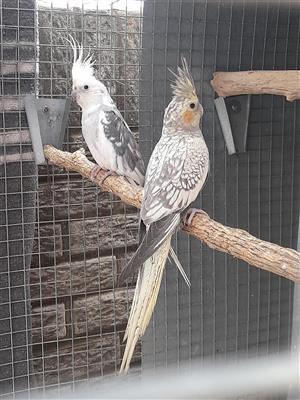 Cockatiel breeding pair cheap for sale