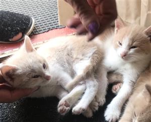 kittens for sale northern suburbs