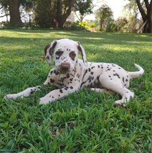 Female Dalmatian puppies 