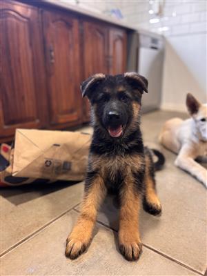 German Shepherd puppies
