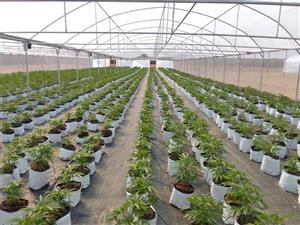 Greenhouse Tunnels