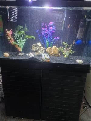 Large fish tank